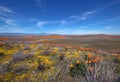 California Golden Orange Poppies on desert hill in high desert of southern California Royalty Free Stock Photo