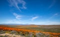 California Golden Orange Poppies on desert hill under cirrus cloudscape in high desert of southern California Royalty Free Stock Photo