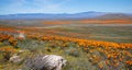 California Golden Orange Poppies on desert hill in high desert of southern California Royalty Free Stock Photo