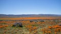 Field of California Golden Poppies during springtime super bloom in southern California Antelope Valley Poppy Preserve Royalty Free Stock Photo