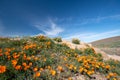 California Golden Orange Poppies on desert hill under cirrus cloudscape in high desert of southern California Royalty Free Stock Photo