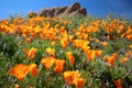 Small hill of California Golden Orange Poppies in the high desert of southern California Royalty Free Stock Photo