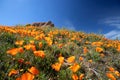 California Golden Poppies on rolling hill during springtime super bloom in the southern California high desert Poppy Preserve Royalty Free Stock Photo