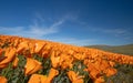 California Golden Orange Poppies during super bloom on desert hill in high desert of southern California Royalty Free Stock Photo