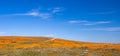 California Golden Orange Poppies on desert hill in high desert of southern California Royalty Free Stock Photo