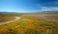 Twisting desert road in field of California Golden Poppies in the high desert of southern California near Lancaster California