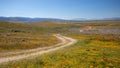 Winding desert dirt road in field of Yellow Sage and California Golden Poppies in high desert of southern California in Lancaster