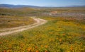 Winding desert dirt road in field of Yellow Sage and California Golden Poppies in high desert of southern California in Lancaster