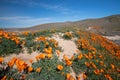 Remote hiking trail through California Golden Orange Poppies under blue cirrus sky in the high desert of southern California Royalty Free Stock Photo