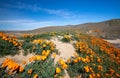 Remote walking trail through California Golden Orange Poppies under blue cirrus sky in the high desert of southern California Royalty Free Stock Photo