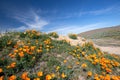 California Golden Orange Poppies on desert hill in high desert of southern California Royalty Free Stock Photo