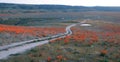 Twilight evening view dirt road through California Golden Poppies in California high desert Royalty Free Stock Photo