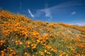 California Golden Orange Poppies on hill  under blue cirrus sky in the high desert of southern California Royalty Free Stock Photo