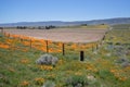 California Golden Orange Poppies near barbed wire fence during springtime super bloom in southern California Royalty Free Stock Photo