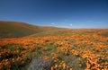 California Golden Orange Poppy hills under blue cirrus sky in the high desert of southern California Royalty Free Stock Photo