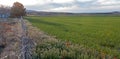 CALIFORNIA GOLDEN POPPIES IN ALFALFA FIELD IN THE HIGH DESERT OF SOUTHERN CALIFORNIA UNITED STATES Royalty Free Stock Photo