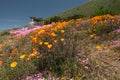 California Golden Poppies flowers, and succulent, purple Ice Plant in bloom.