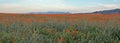 CALIFORNIA GOLDEN POPPIES IN HIGH DESERT FIELD BETWEEN PALMDALE LANCASTER AND QUARTZ HILL IN SOUTHERN CALIFORNIA USA