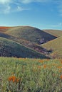 California Golden Poppies in the high desert of southern California