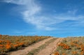 California Golden Poppies in the high desert of southern California