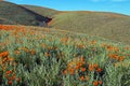 California Golden Poppies in the high desert of southern California