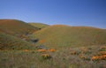 California Golden Poppies on hills under blue cirrus sky in the high desert of Los Angeles county of southern California Royalty Free Stock Photo