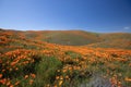 California Golden Orange Poppies on hills under blue cirrus sky in the high desert of southern California Royalty Free Stock Photo