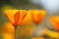 California golden poppies Macro Close Up.