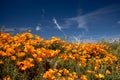 California Golden Poppy springtime in the southern California high desert Poppy Preserve Royalty Free Stock Photo