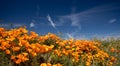 California Golden Poppies under blue skies in the southern California high desert Poppy Preserve Royalty Free Stock Photo