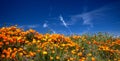 California Golden Poppies blooming in the southern California high desert Poppy Preserve Royalty Free Stock Photo