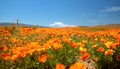 California Golden Poppy field in the southern California high desert Poppy Preserve Royalty Free Stock Photo