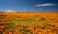 California Golden Poppies superbloom in the southern California high desert Poppy Preserve Royalty Free Stock Photo