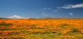 California Golden Poppy super bloom in the southern California high desert Poppy Preserve Royalty Free Stock Photo