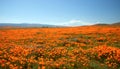 California Golden Poppies during springtime super bloom in the southern California high desert Poppy Preserve Royalty Free Stock Photo