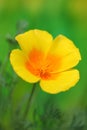 California Golden Poppy Royalty Free Stock Photo