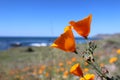 California golden poppy, Big Sur, California, USA Royalty Free Stock Photo