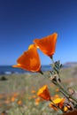 California golden poppy, Big Sur, California, USA Royalty Free Stock Photo