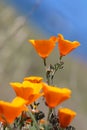 California golden poppy, Big Sur, California, USA Royalty Free Stock Photo