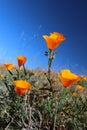 California golden poppy, California, USA Royalty Free Stock Photo