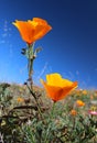 California golden poppy, California, USA Royalty Free Stock Photo