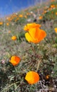 California golden poppy, California, USA Royalty Free Stock Photo