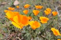 California golden poppy, California, USA