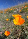 California golden poppy, California, USA Royalty Free Stock Photo