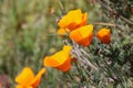 California golden poppy, California, USA