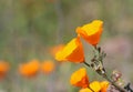 California golden poppy, California, USA Royalty Free Stock Photo