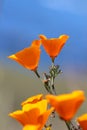 California golden poppy, California, USA Royalty Free Stock Photo