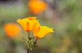 California golden poppy, California, USA Royalty Free Stock Photo