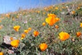 California golden poppy field, California, USA Royalty Free Stock Photo