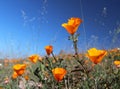 California golden poppy field, California, USA Royalty Free Stock Photo